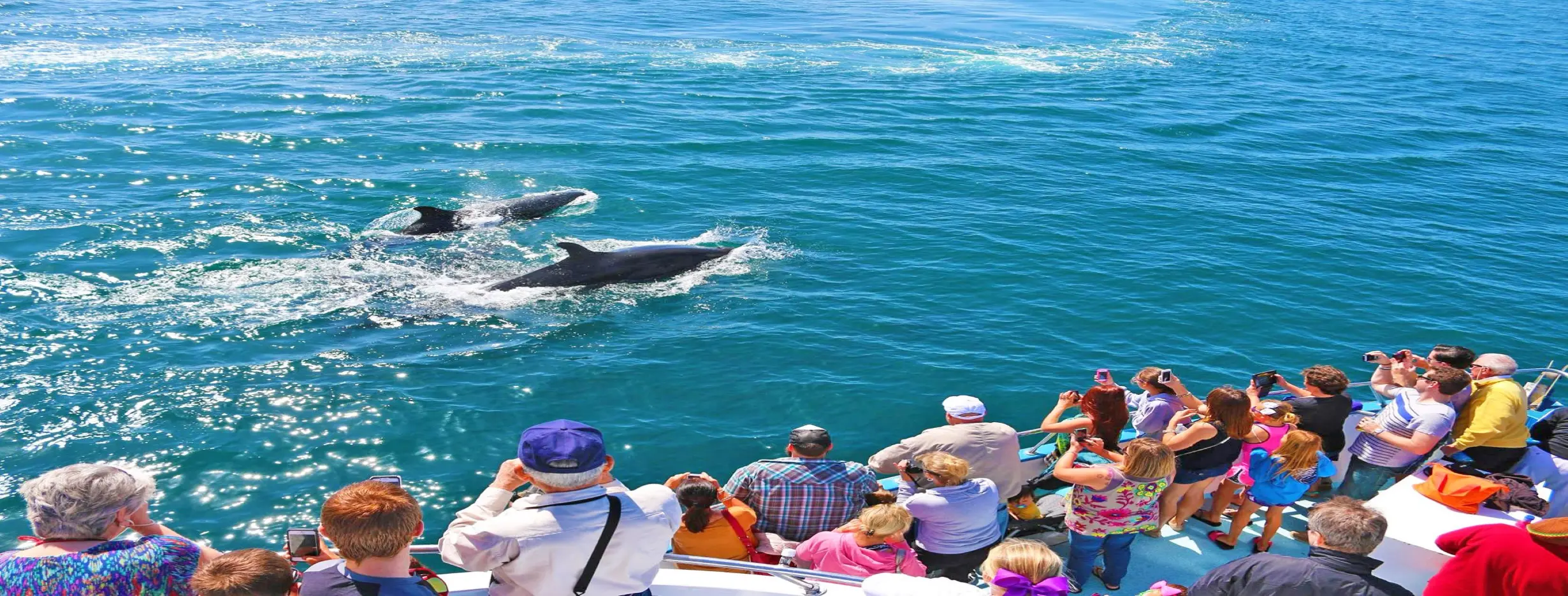 Image for Dolphin Watching